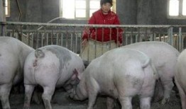 猪价最新爆料图片大全,最新爆料图片大盘点，揭秘市场动态